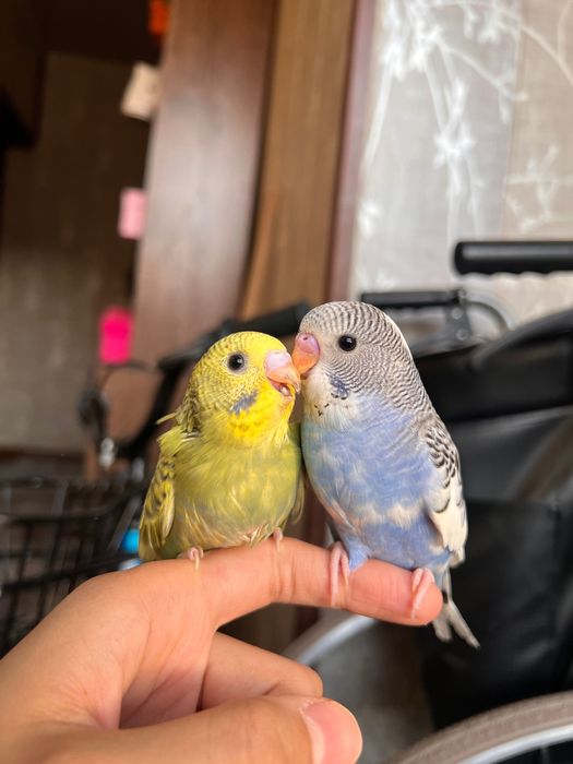 Valnisti papugay, to’tiqush Волнистый попугай альбинос nemis