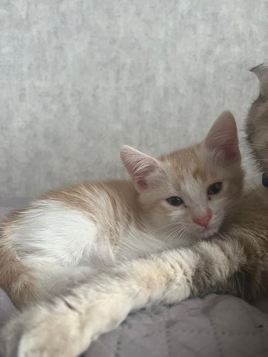 Отдам котенка мальчика в хорошие добрые руки.