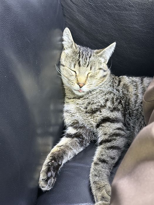 Отдам Кота в добрые руки