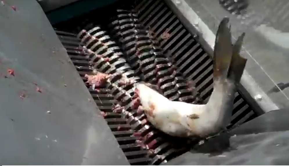 Tocator oase animale