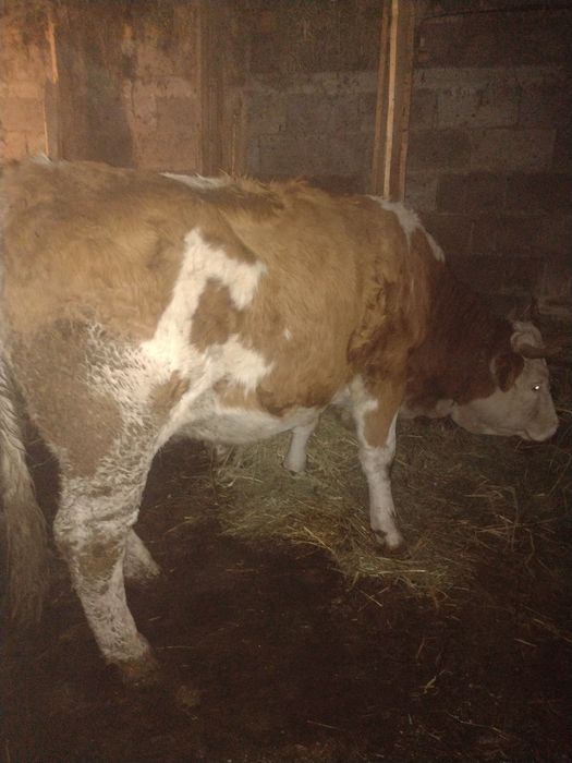 Vind junica gestantă