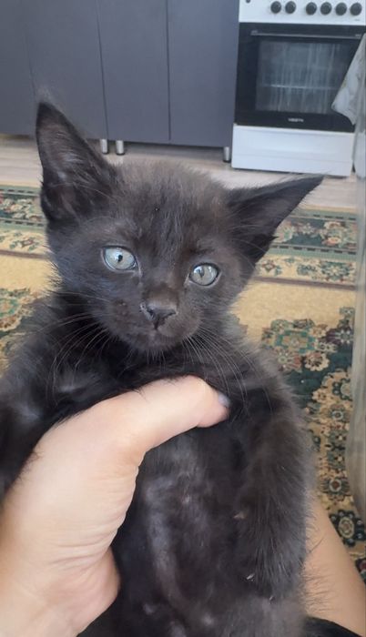 Отдам котят бесплатно