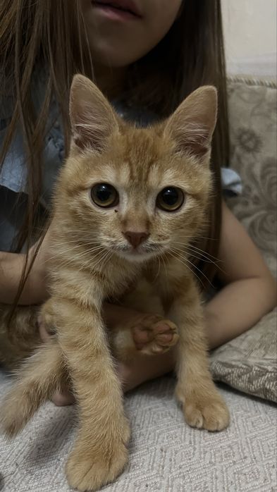 Рыжый котенок девочка
