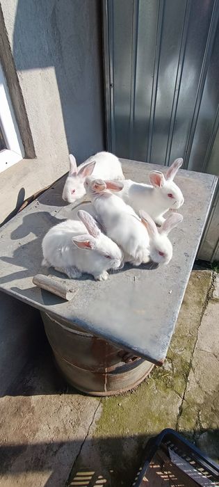 Iepuri uriaș de Transilvania și uriaș gri german