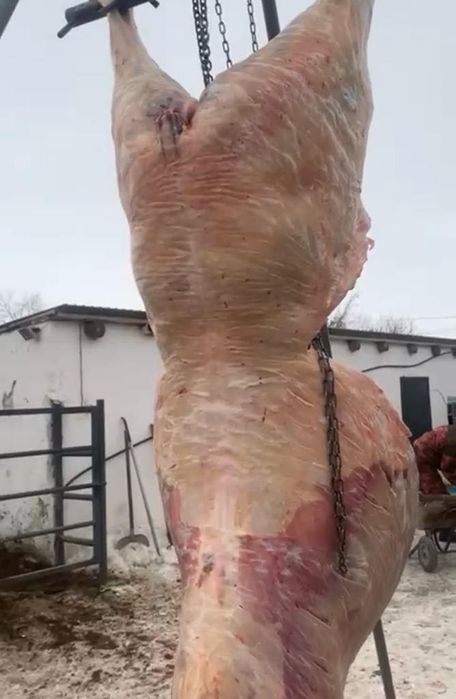 Мясо конины Соғым