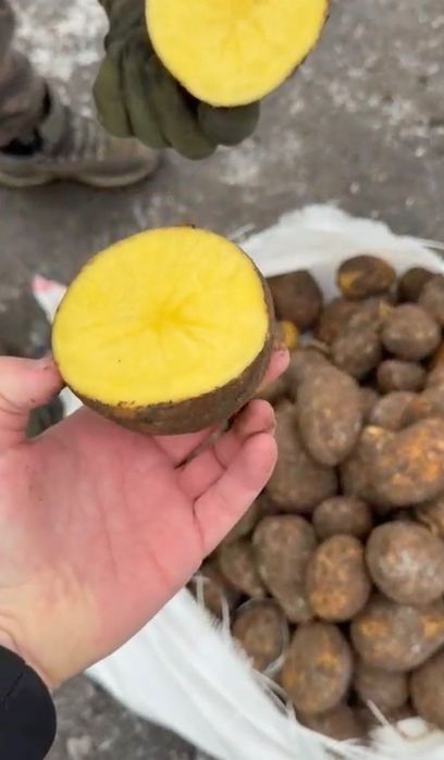 Продам картофель микс оптом