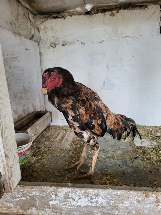 Сатамын тохапей кораз 15000