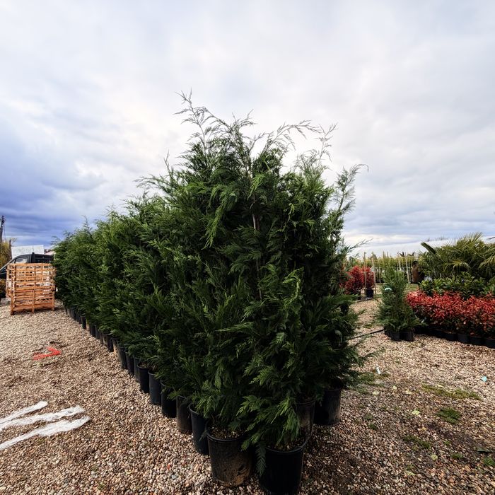 Leyland pentru gard viu si forme