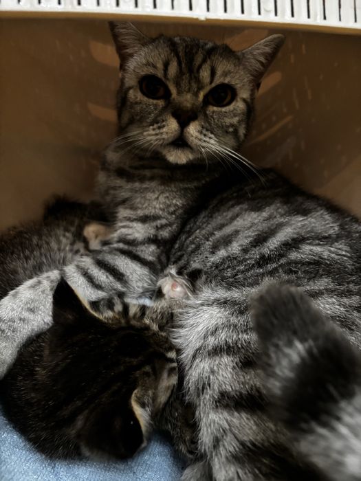 Котенок в добрые руки