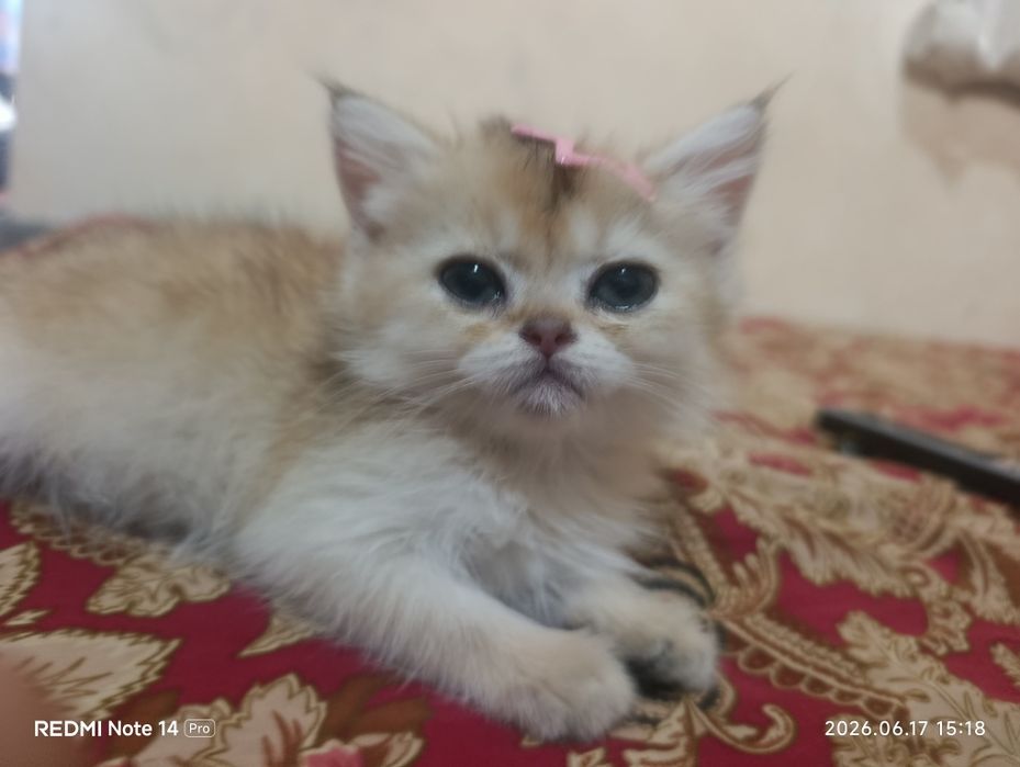 Золотой шиншилла