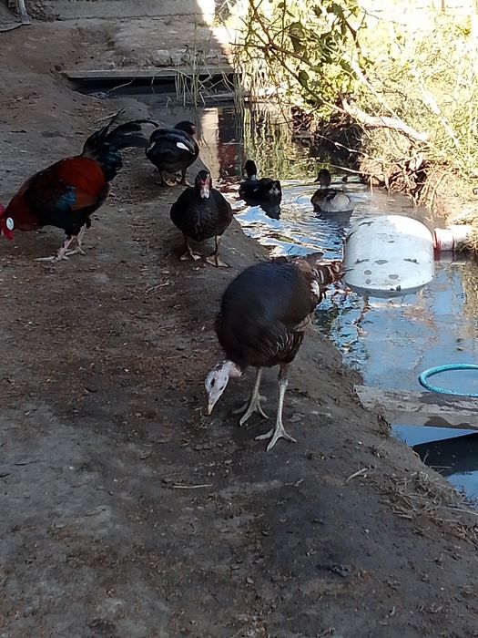 Kurk boʻlgan kurka sotiladi