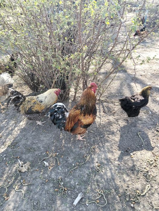 Продам хороших больших петухов