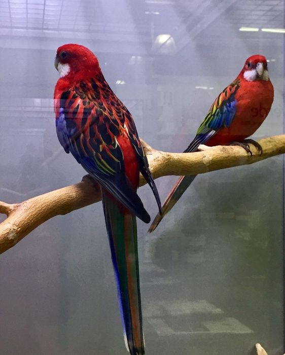 Розелла попугай птенец