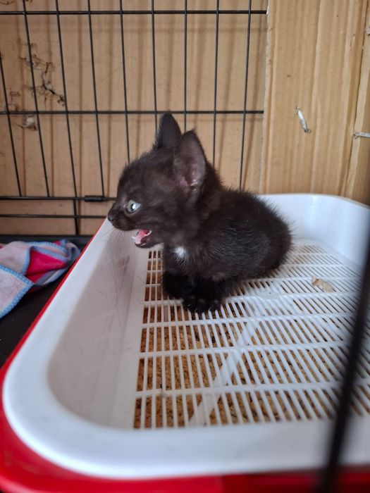 Котёнок девочка игривая