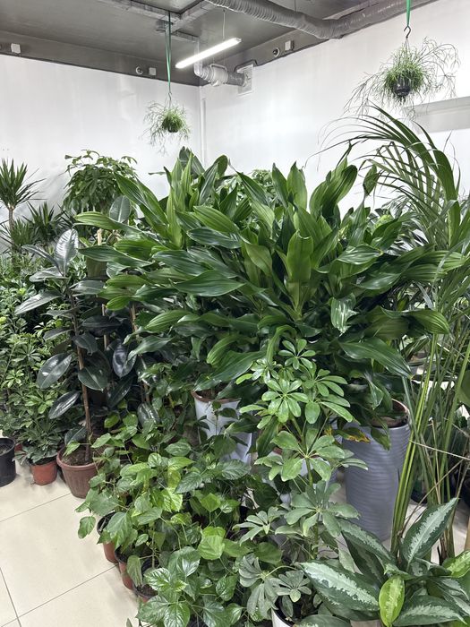 Комнатные растения - озеленение