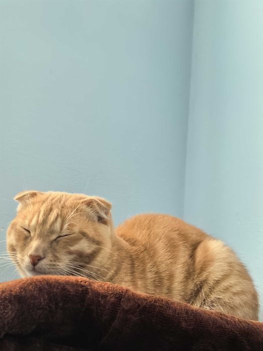 кот 7-8 месяцев вислоухий