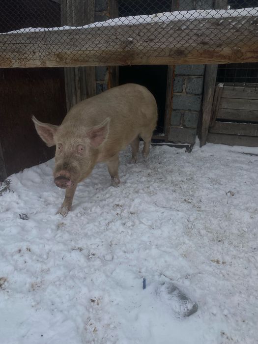 Кабан осименитель и свинка