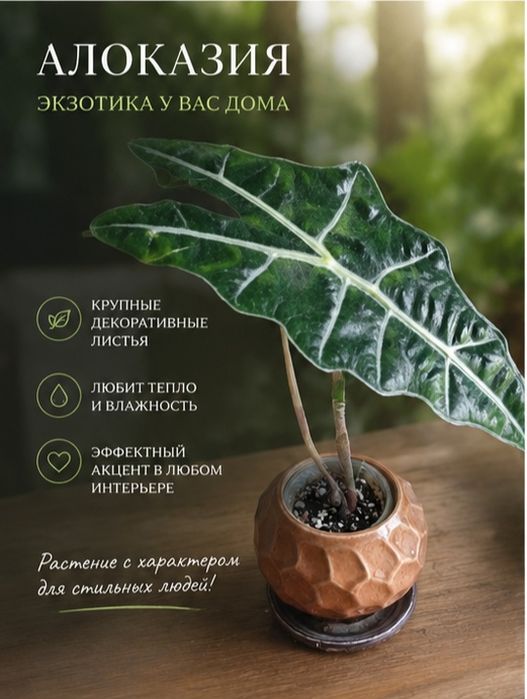Алоказия комнатная