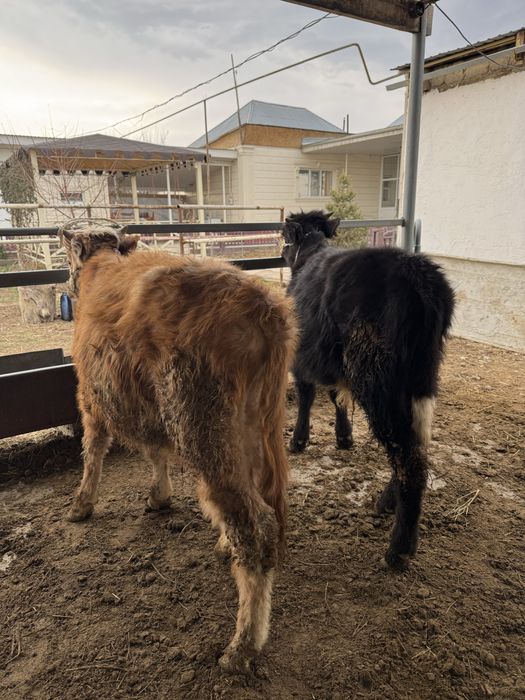 Бычки продаетсяя