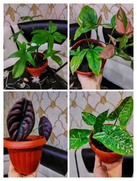 Растения//доставка