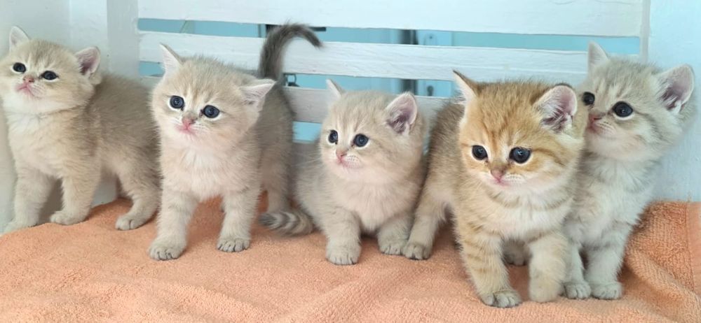 Котики британские голубое  зоЛотО _