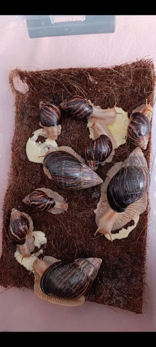 Продам улиток ахатина