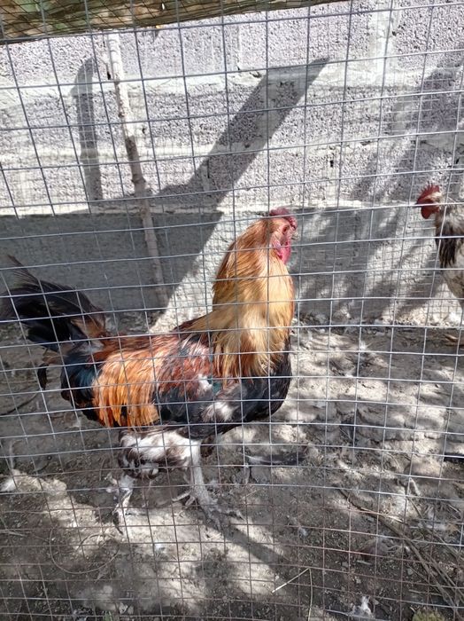 Продам куриц и петухов