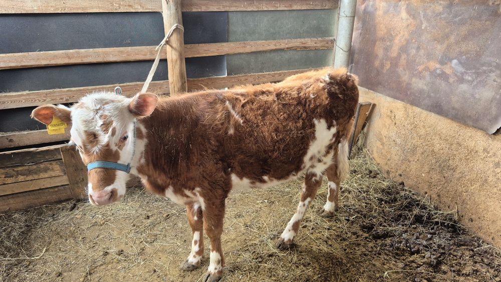 Баспақ сатылады калада тур