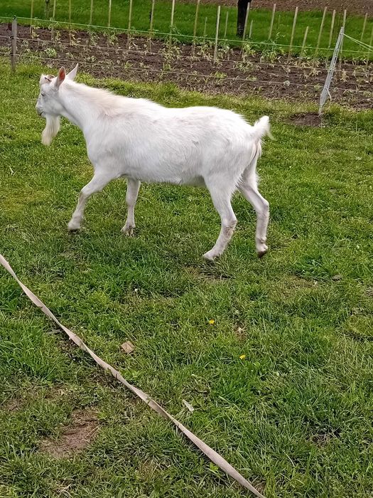Vând țap sannen de un an