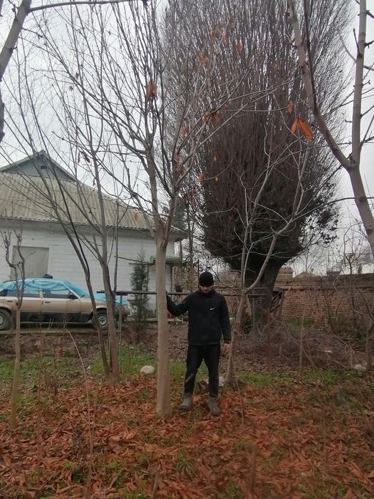 Kashtan daraxtlari bor 3,5metrdan 4,5metrgacha shakl berilgan 15 yilli