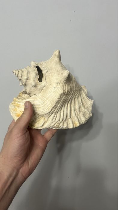 Морска раковина огромна