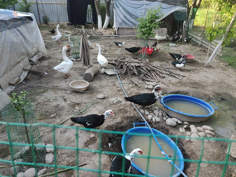 Продам индоутиные и гусиные яйца под инкубатор