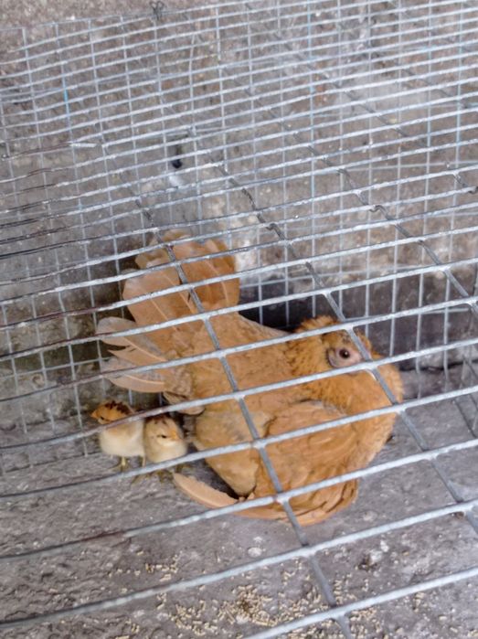 Продаются молодые японские петушки и курочки.