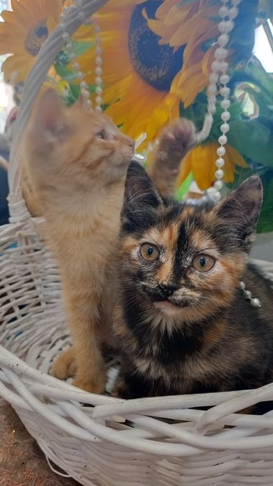 Котята в добрые ручки