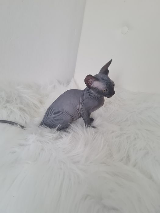 Pisicuta sphynx mascul  blue