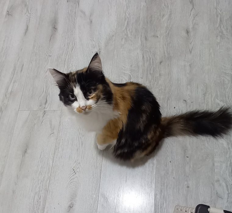 Декоративная кошка