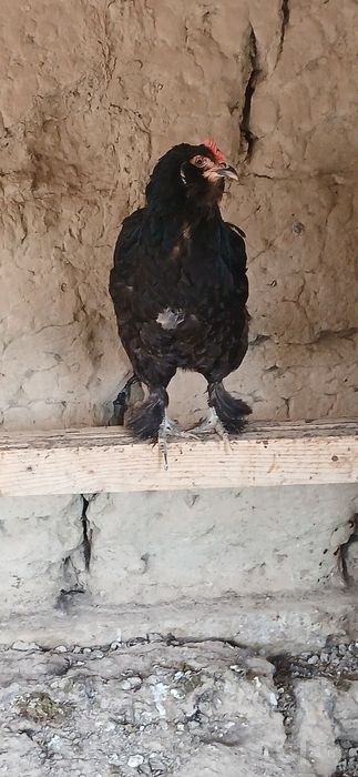 Qora paypoli soqoli joja tovuqlar