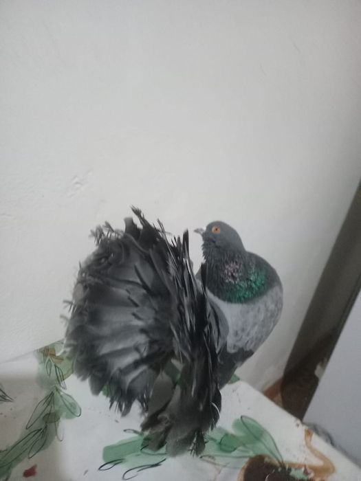 Продам голубку павлинку