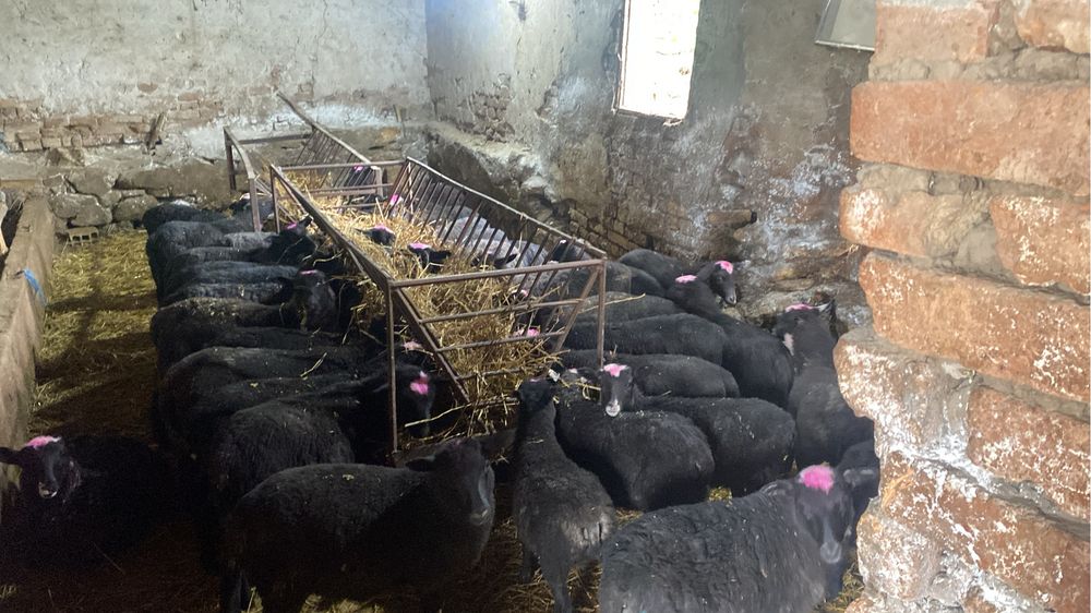 Продавам романовски овце