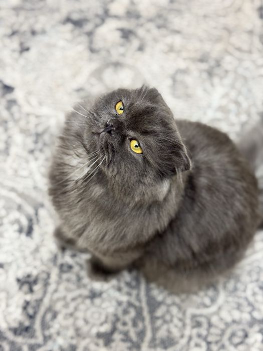 Самец, скоттиш страйт хайленд