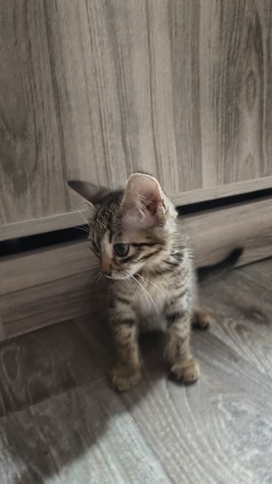 Отдам котенка в отличном состоянии