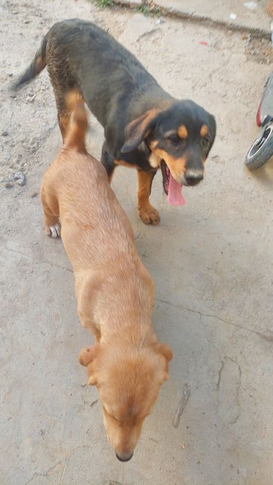 Отдам 2 собак  девочек порода смешная бесплатно.