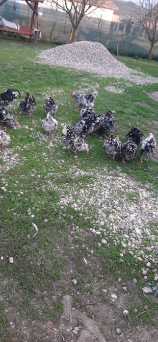 Gaini de casa ouătoare