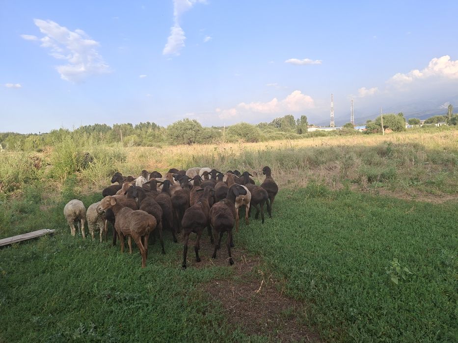 Продаеься бараны