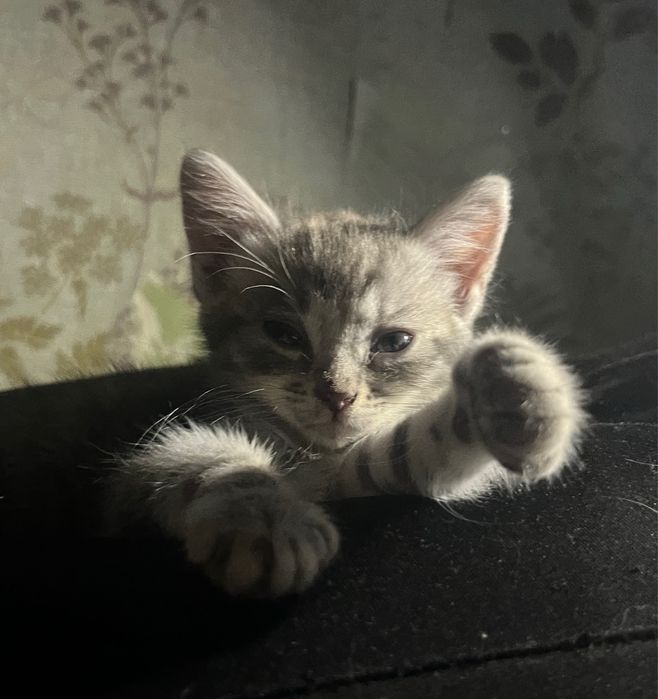 Котята шотландские