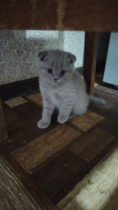 Шотландские чисто кровные котята