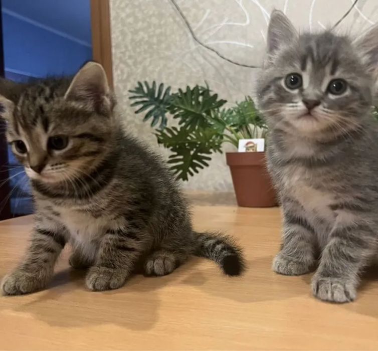 Шотландский Страйтик