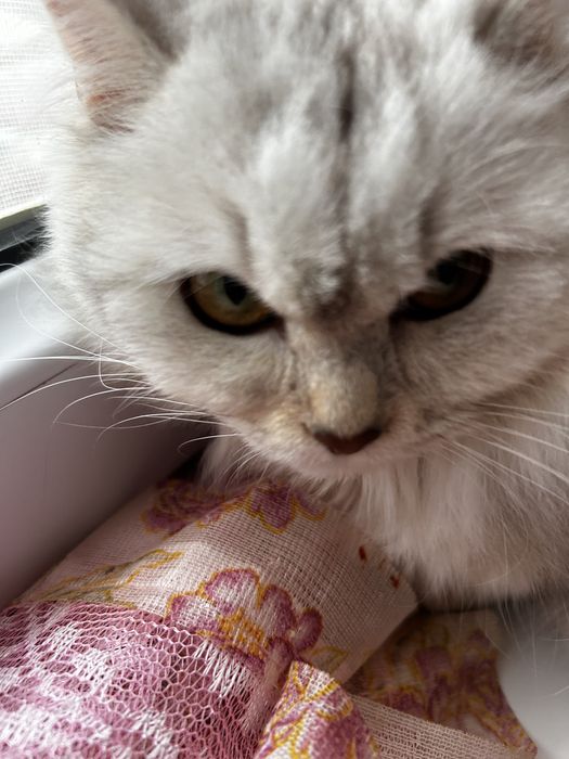 Қолға үйретілген мысық кошка