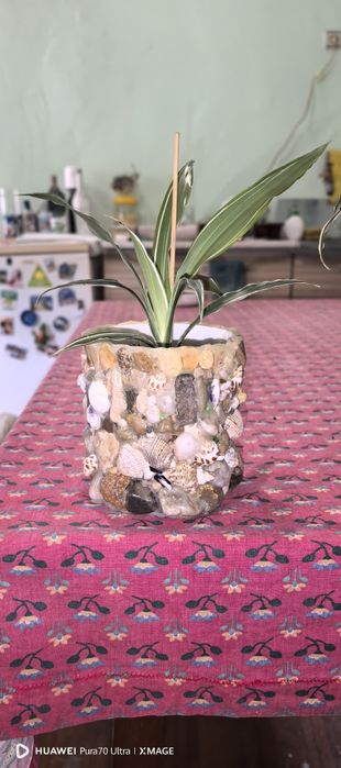 Драцена с кашпа :)