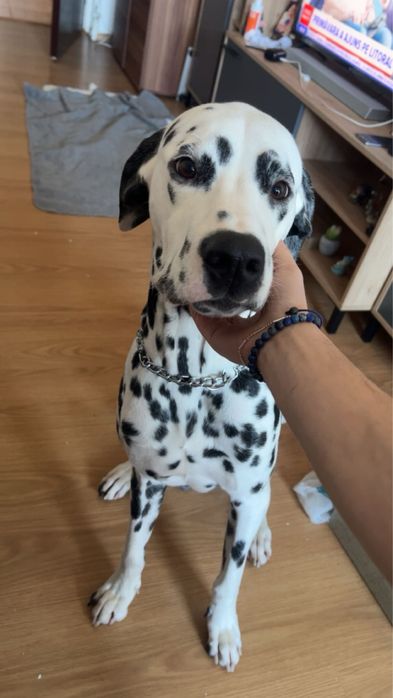 Ofer cazare pentru câini și alte animale de companie